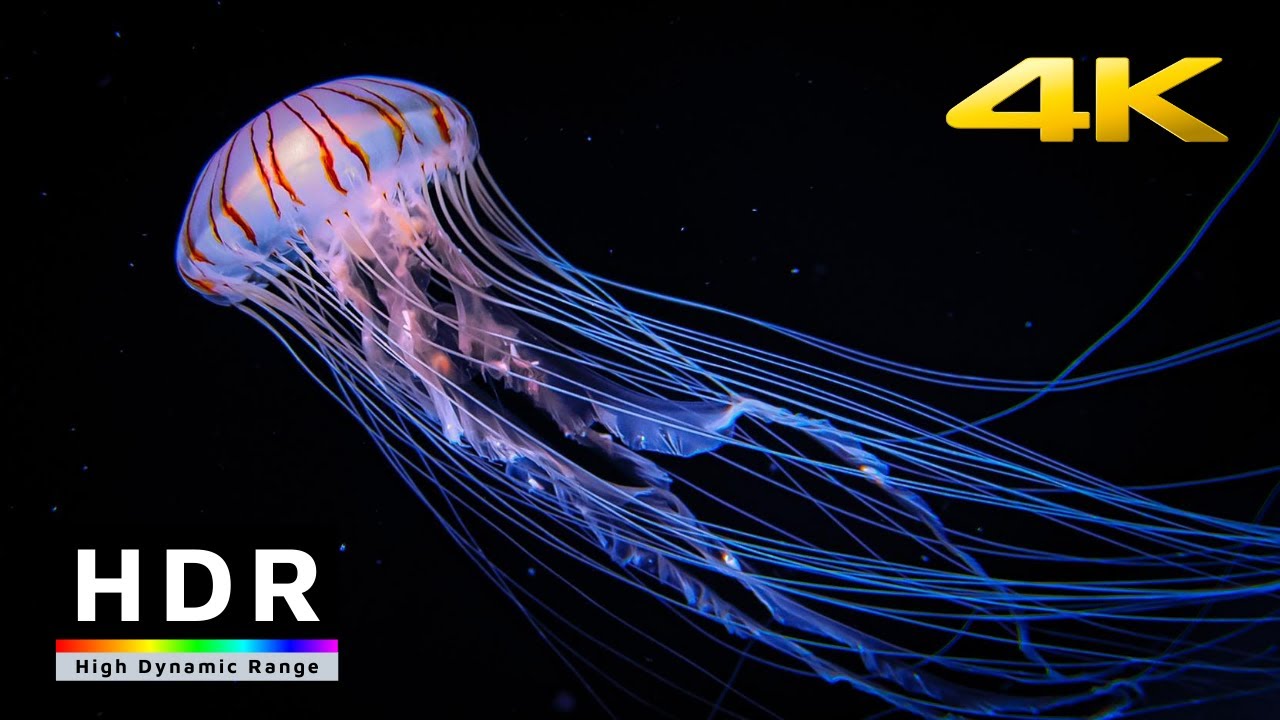 【4K HDR】Nighttime Aquarium Relaxation - Ikebukuro Sunshine City - Tokyo, Japan