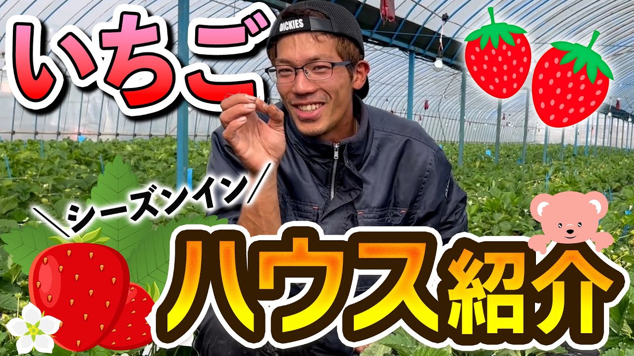 【いちご栽培】二番花の肥培管理のポイント!!ハウスごとに生育解説 あまおう苺栽培