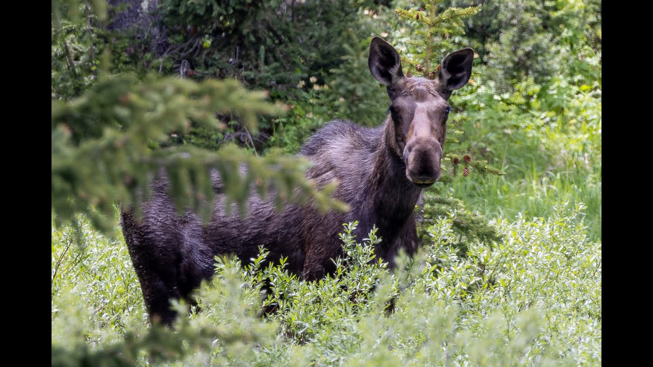 Cow moose grazes in the Gravelly mountain range in Montana