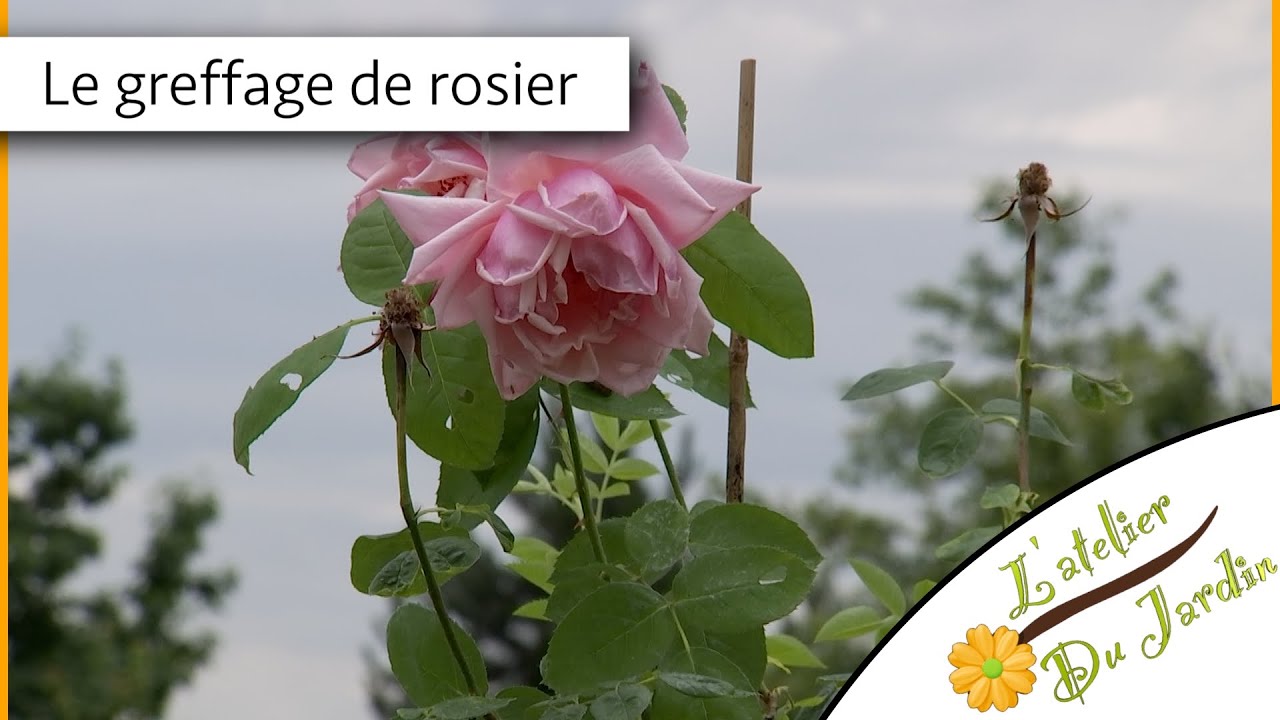 Atelier du jardin : Le greffage de rosier