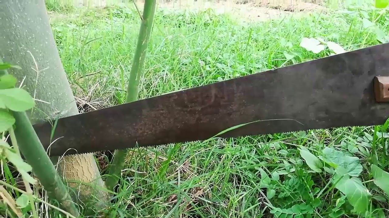 सहजन पर 3G कटिंग के बाद ऐसें  करें प्रूनिंग। Pruning After the 3G cutting. || NATURAL FARMING