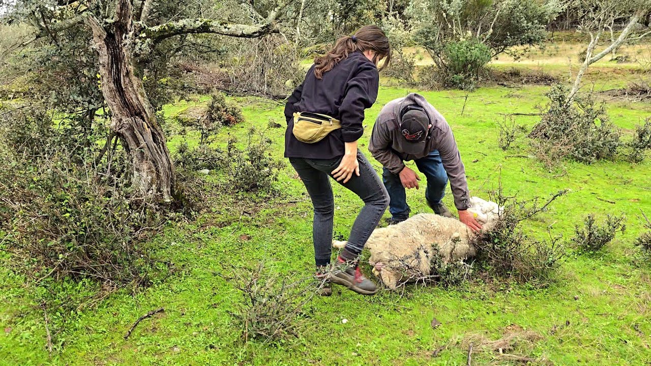 La que tenemos aquí liada, madrita mía