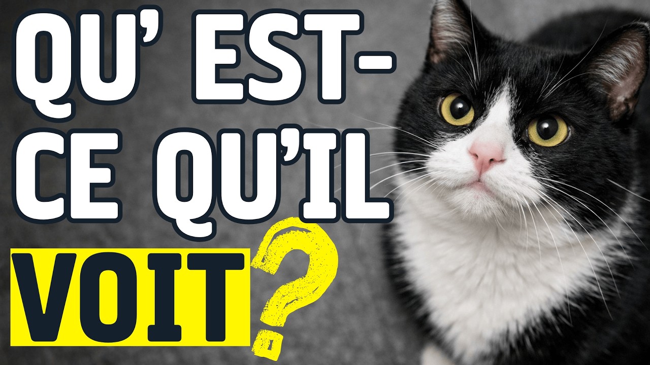 Comment les chats voient les humains: La science que tout propriétaire de chat devrait connaît