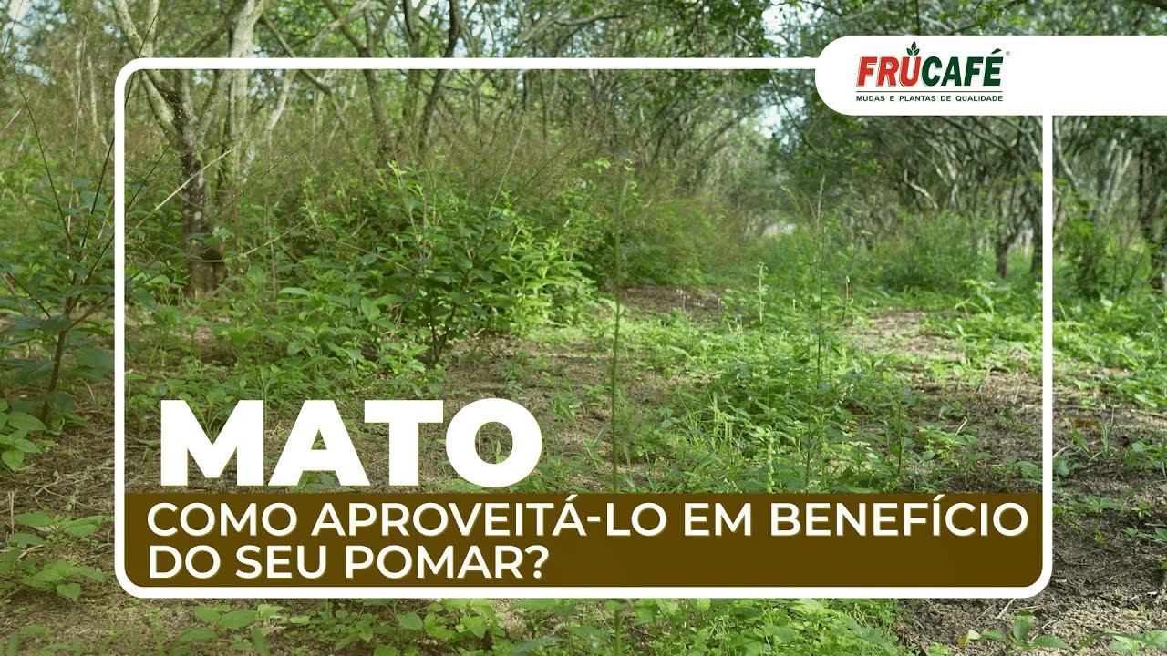 Como Aproveitar o Mato que Vem com as Primeiras Chuvas em Benefício do Seu Pomar?