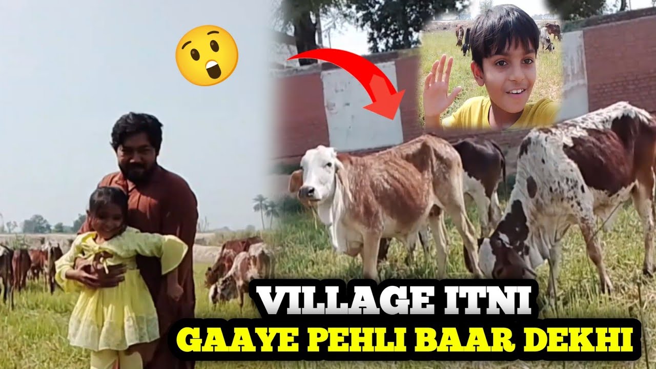 Gaon ka vlog | itni sari Cows 🐄 Dekhne ko Mili naqash family vlogs 