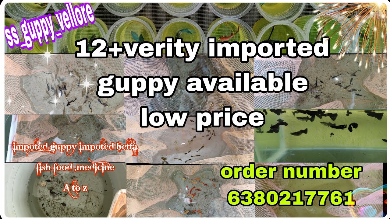 Impoted guppy available @Srguppyvellore #video #views #guppy #betta #tamilvideo 