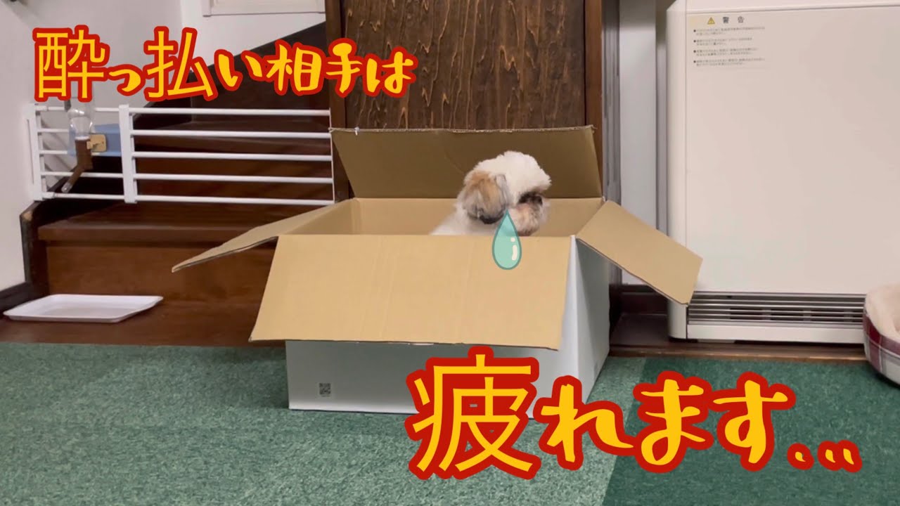 酔っ払いのパパとママの相手をしっかり努めてくれる犬【シーズー】