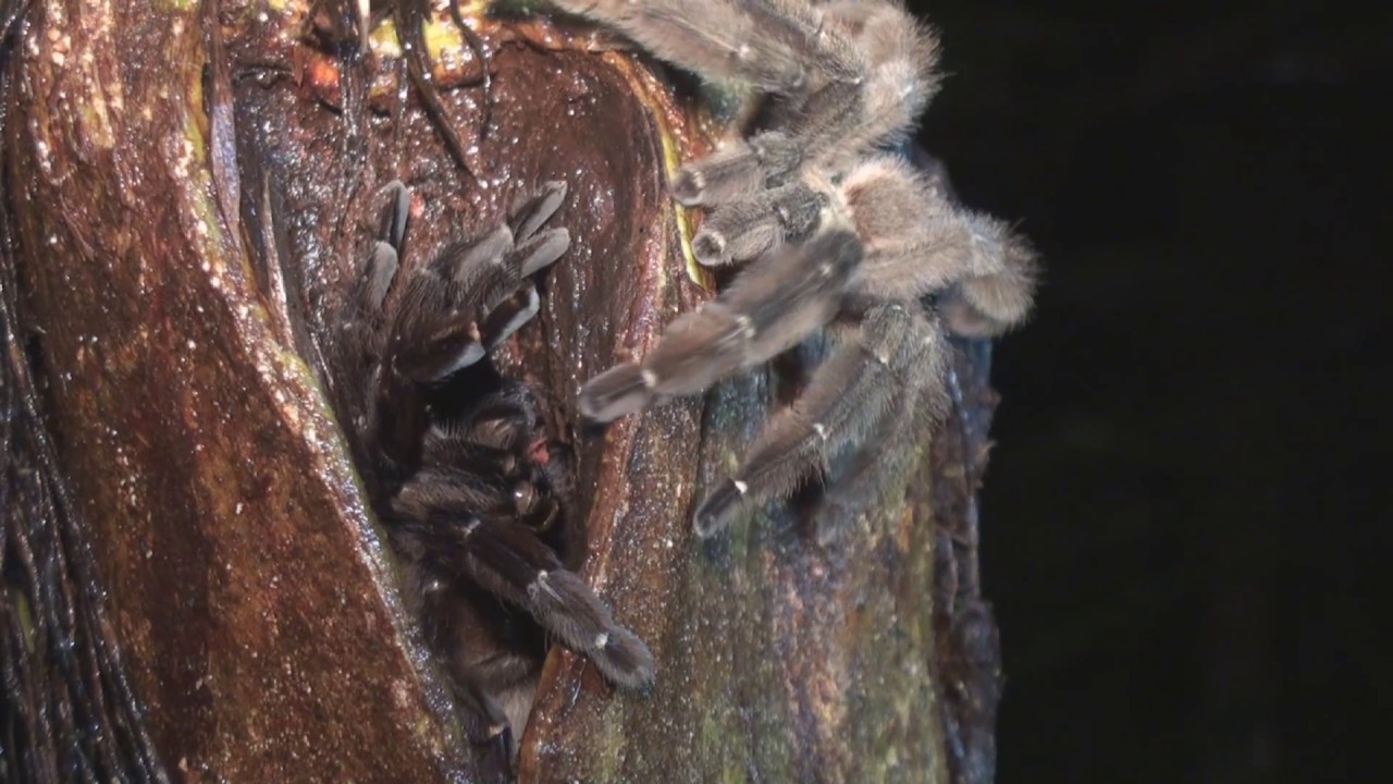Tarantulas: mating in Psalmopoeus reduncus, Costa Rica