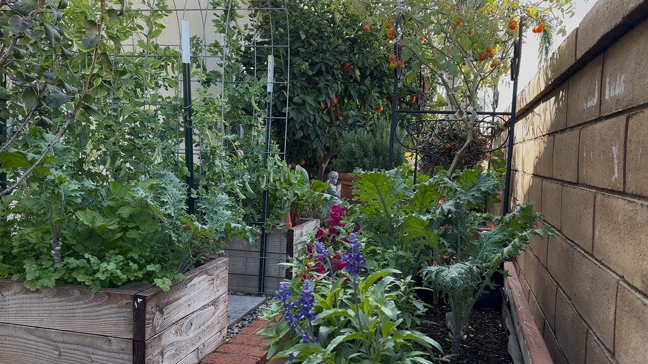 A Relaxing Tour of My Secret Narrow Vegetable Garden