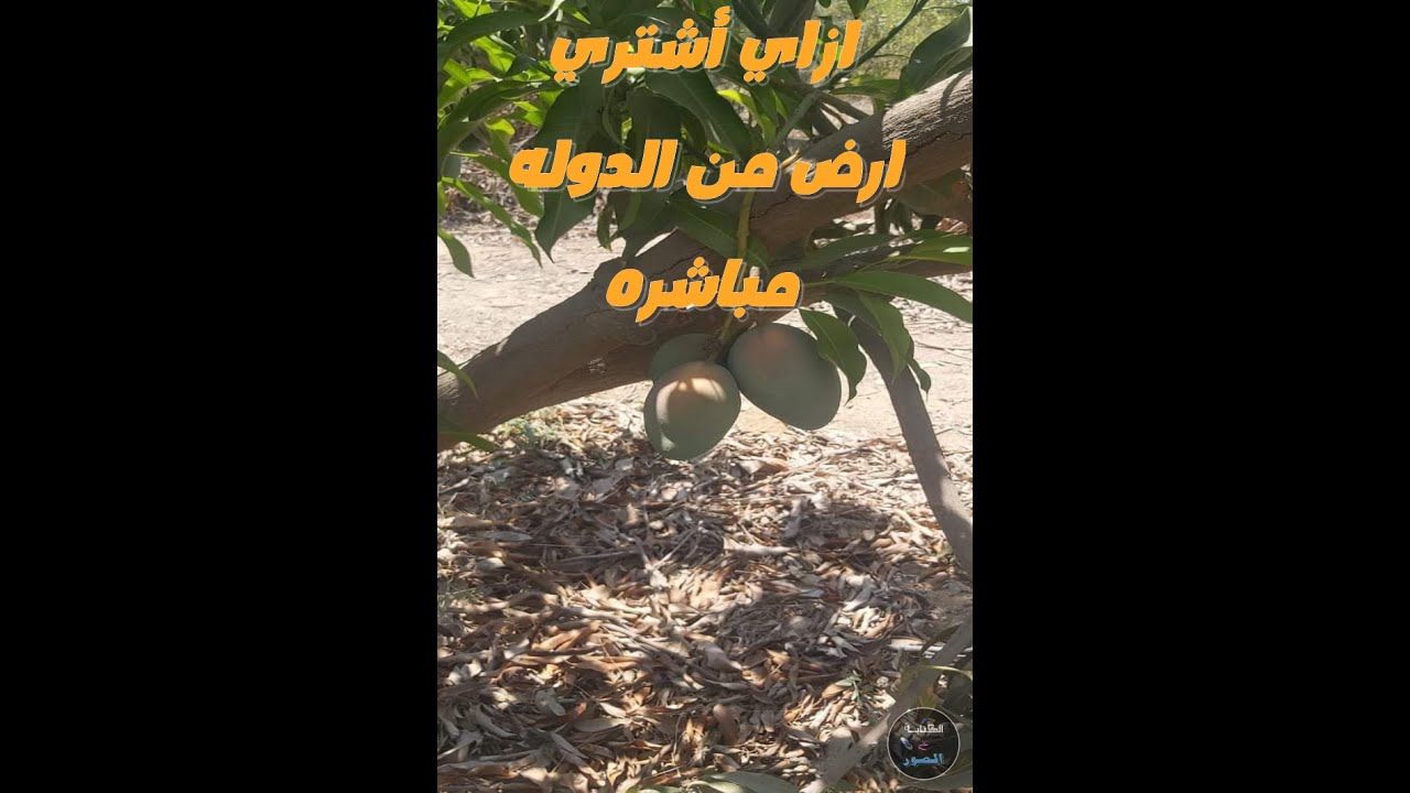لازم تعرف اجابة الاسئله دي قبل ما تنزل الواحات (الحلقه الاولى)