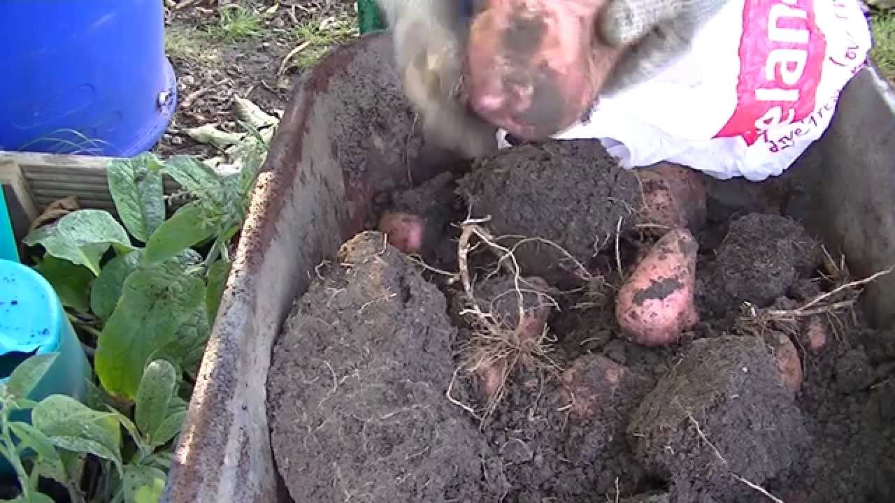 Allotment Journal -  The Potato Growing  Experiment with Sarpo Miras in a homemade mix of compost