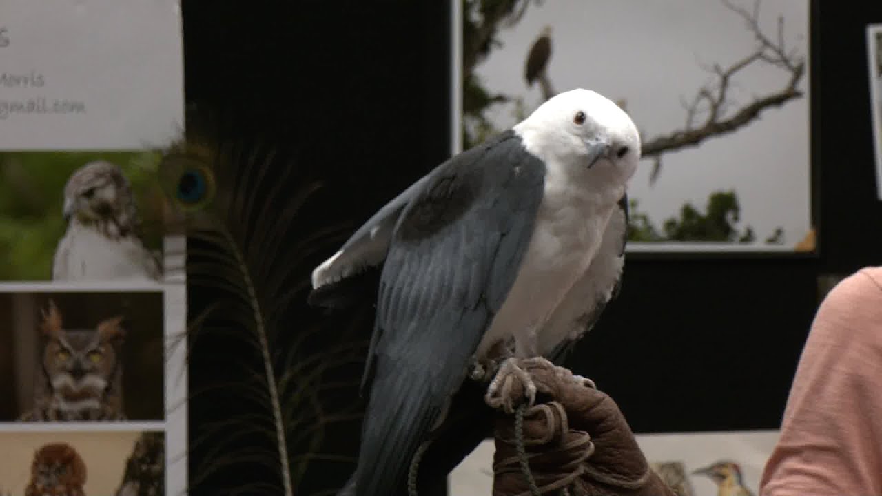Stafford CSI - Wild Bird Adventures at FBCL