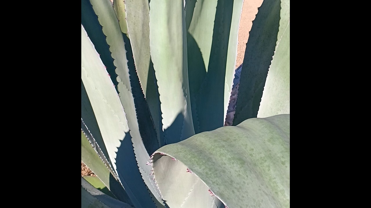 Blue Agave Tequila /Anyone know/ Ideas comment.
