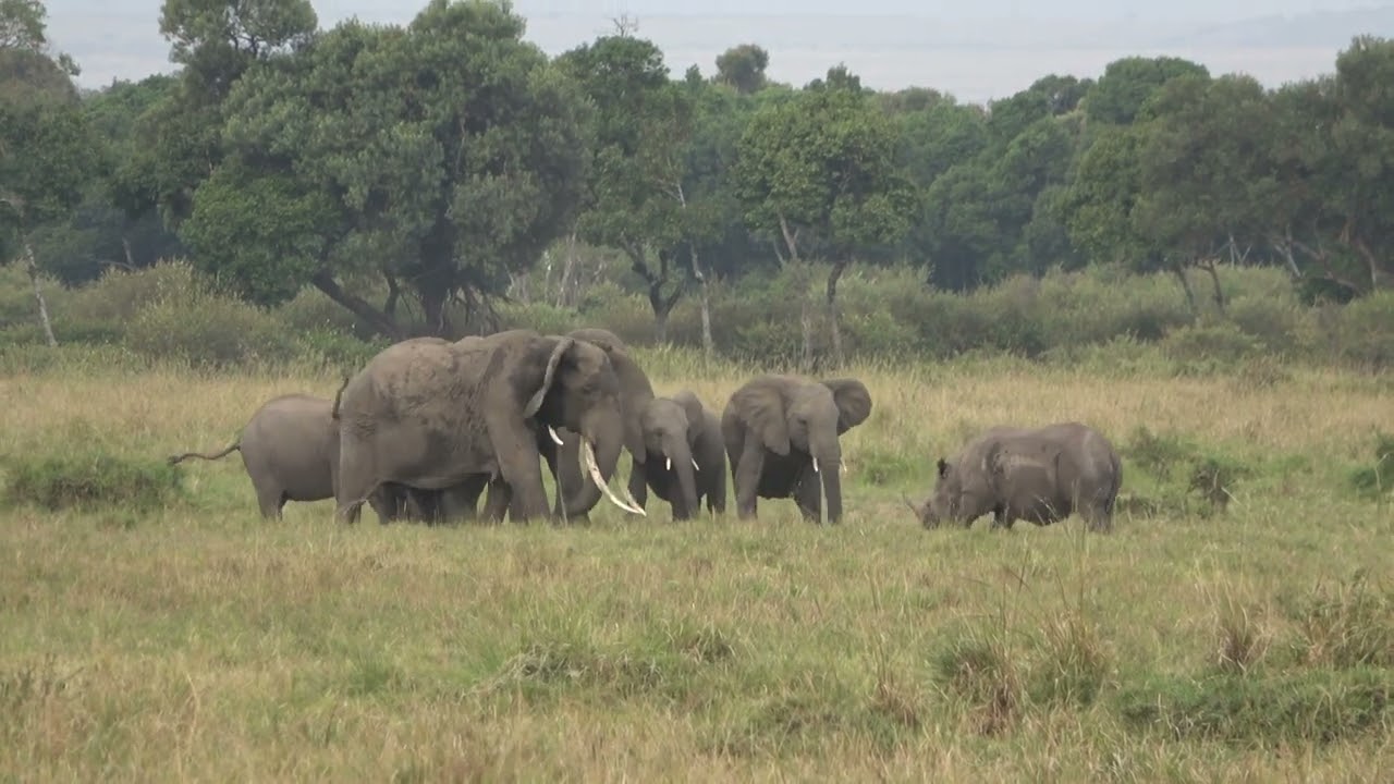 Mara Triangle Sightings