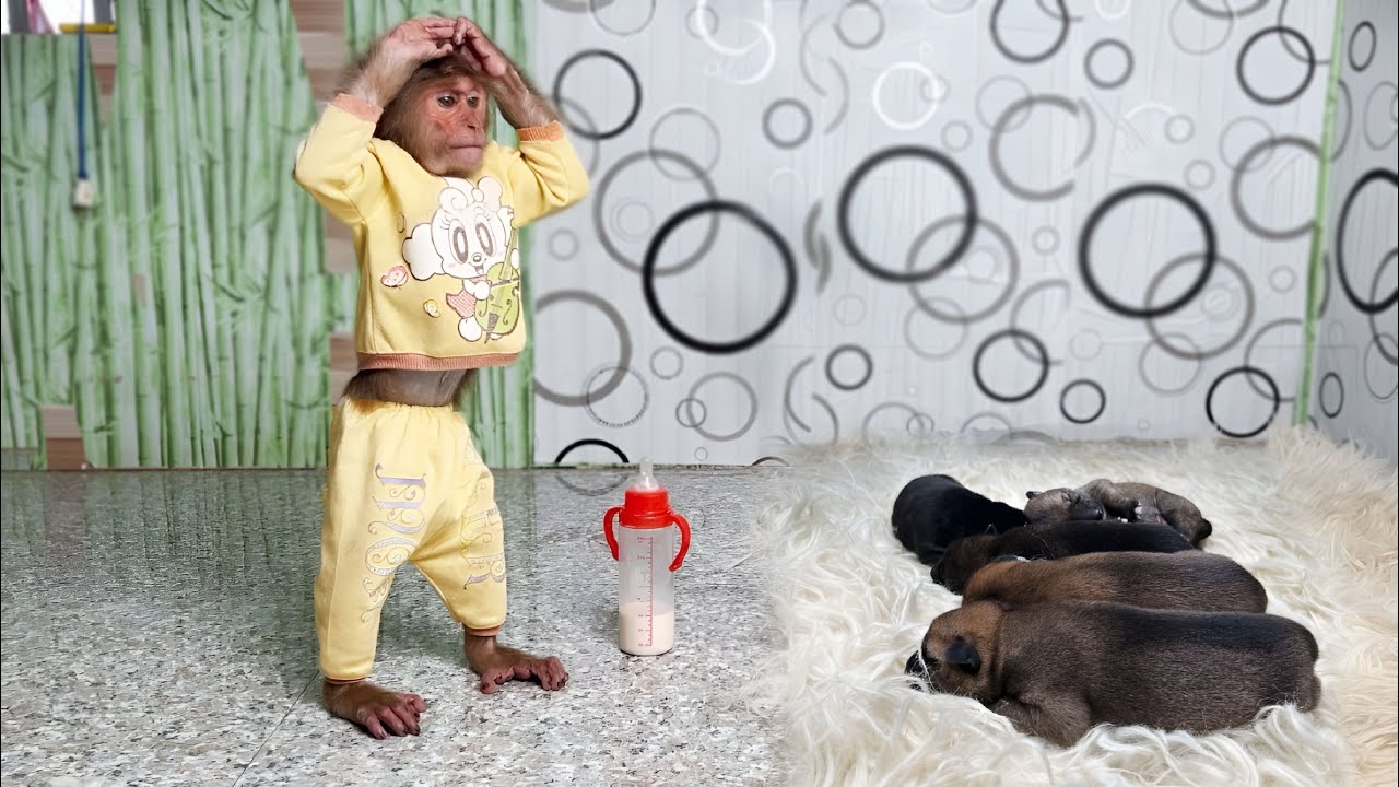 Cutis confused looks so funny when taking care of puppies for the first time