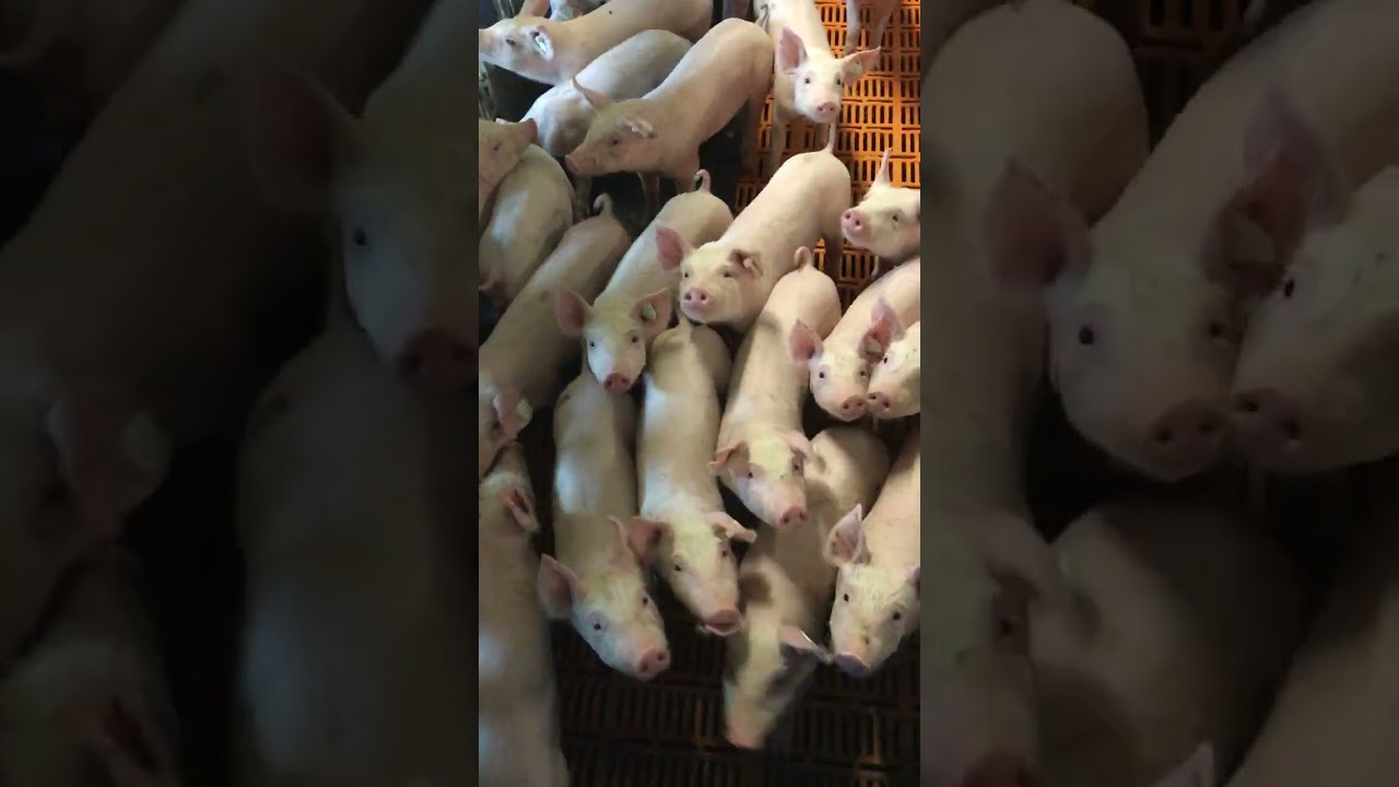 Piglet weaning pen