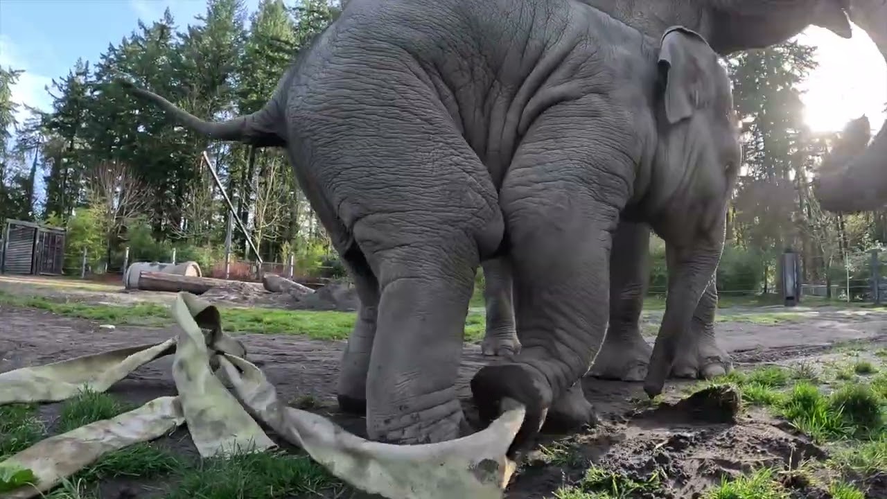 Adorable Baby Elephant Tula-Tu Plays With Tug Toy at Oregon Zoo