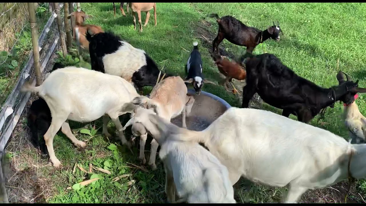 GUSTO NIYO RIN BANG TUMAKAW KUMAIN ANG ALAGA NIYONG MGA KAMBING ? PANOORIN AT ALAMIN #molasses