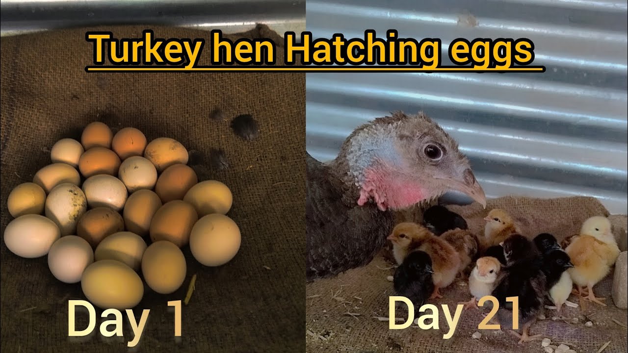 Turkey Hen egg hatching 🐣 | Hatching eggs | Turkey bird |