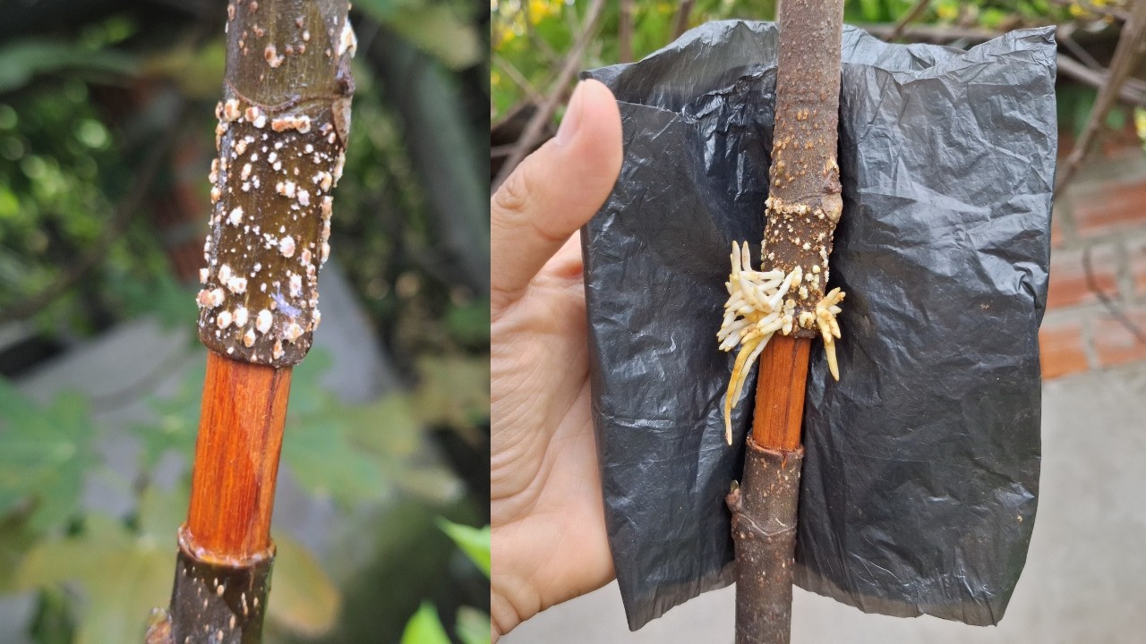 Este TRUCO con una BOLSA hace brotar RAÍCES en cualquier planta