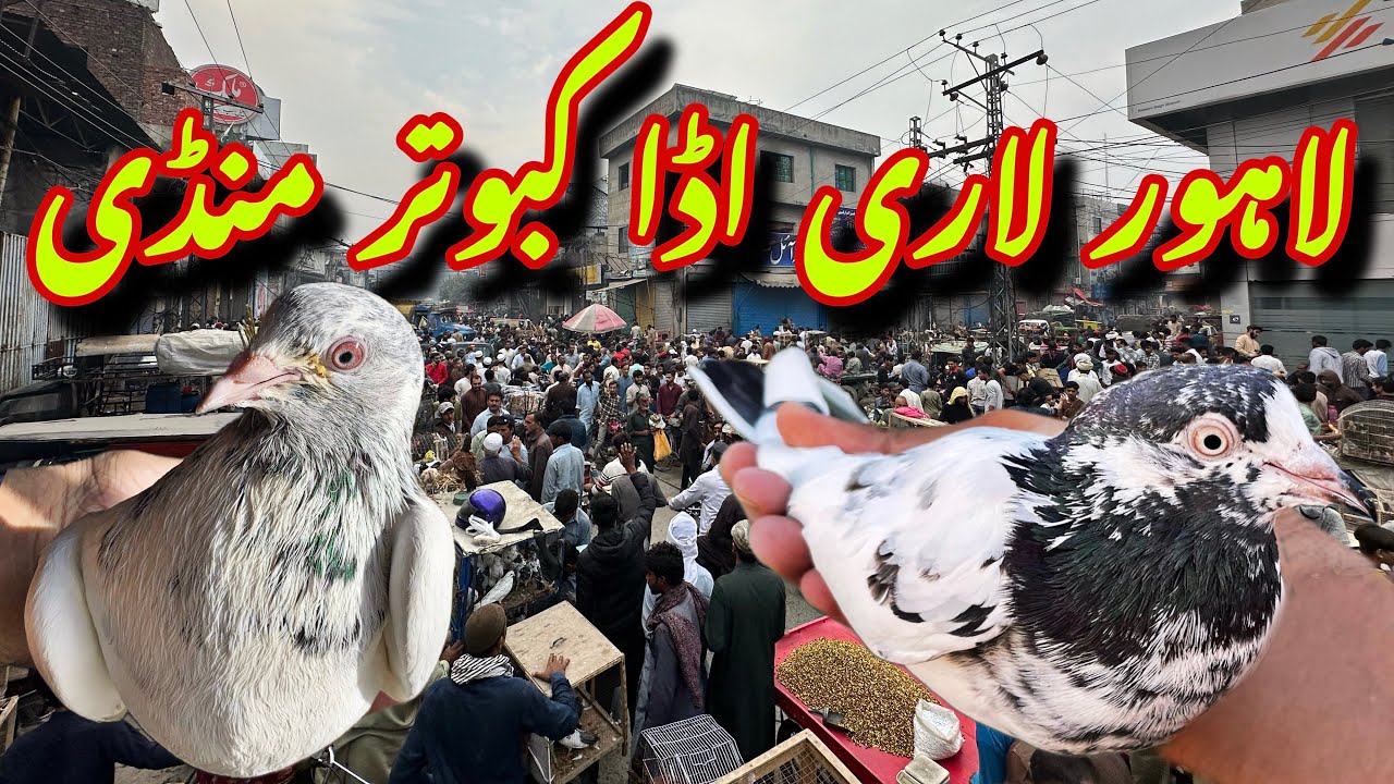 لاہور لاری اڈا کبوتر منڈی - Lahore Lari Adda Kabootar Mandi Latest Update
