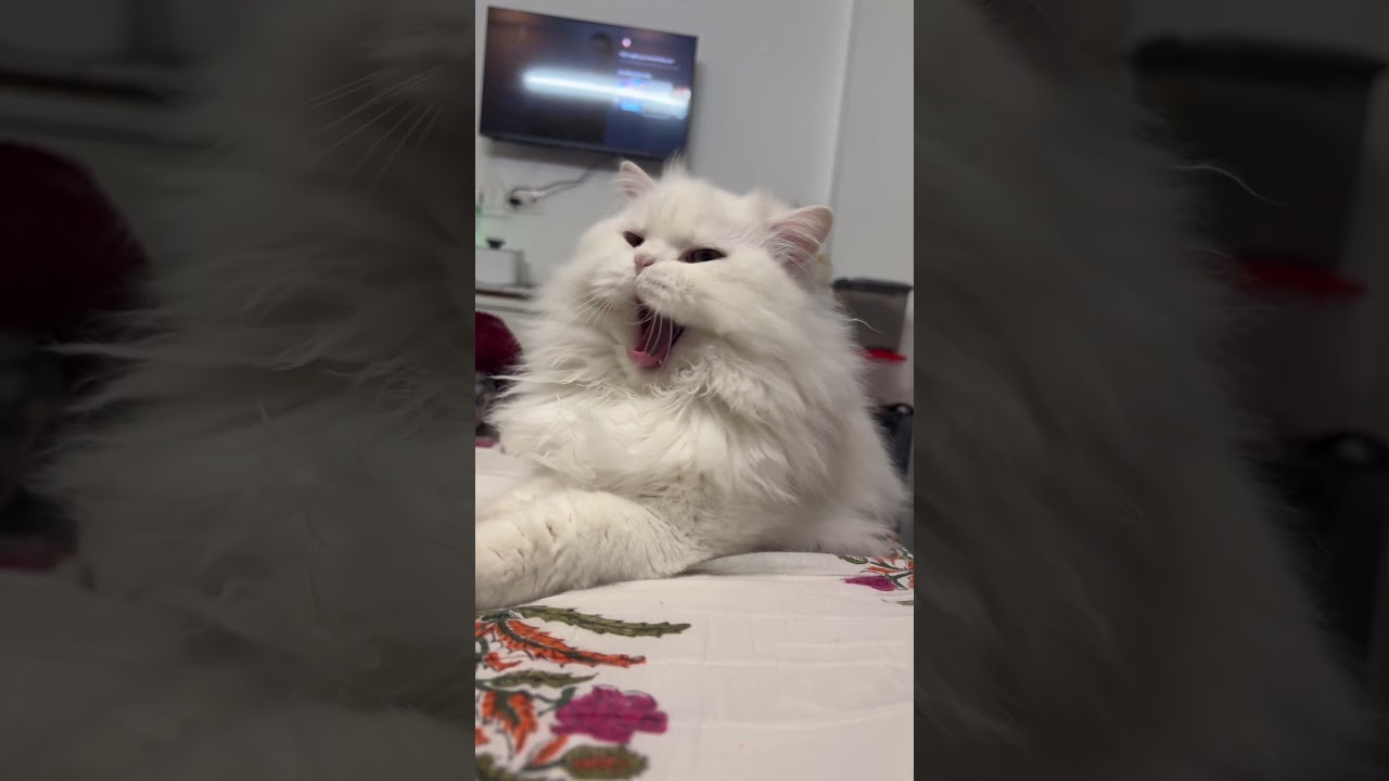 #cat