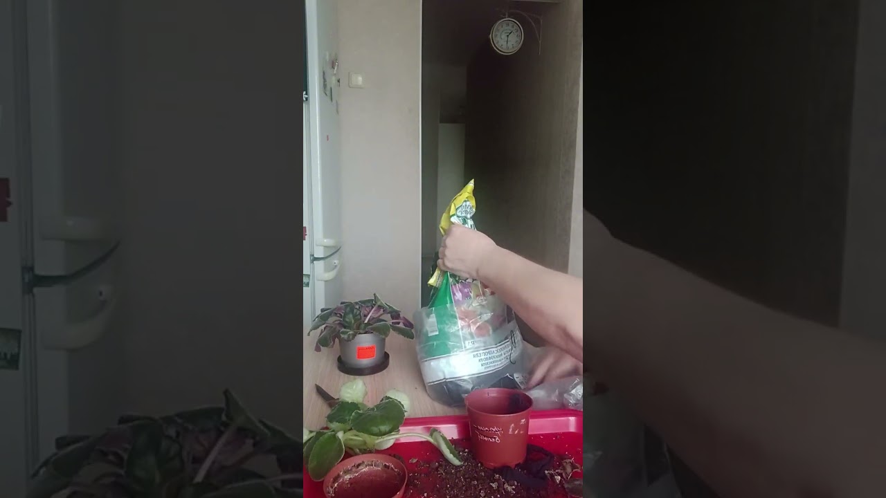 Перевод фиалок на фитильный полив. 