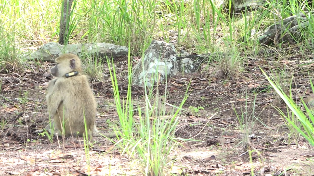 Yellow baboon collar adjustment (@F. Olthoff/GMERC)