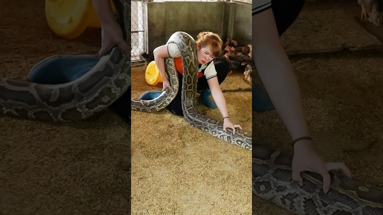 72-hour hunt to capture giant python that invaded farm
