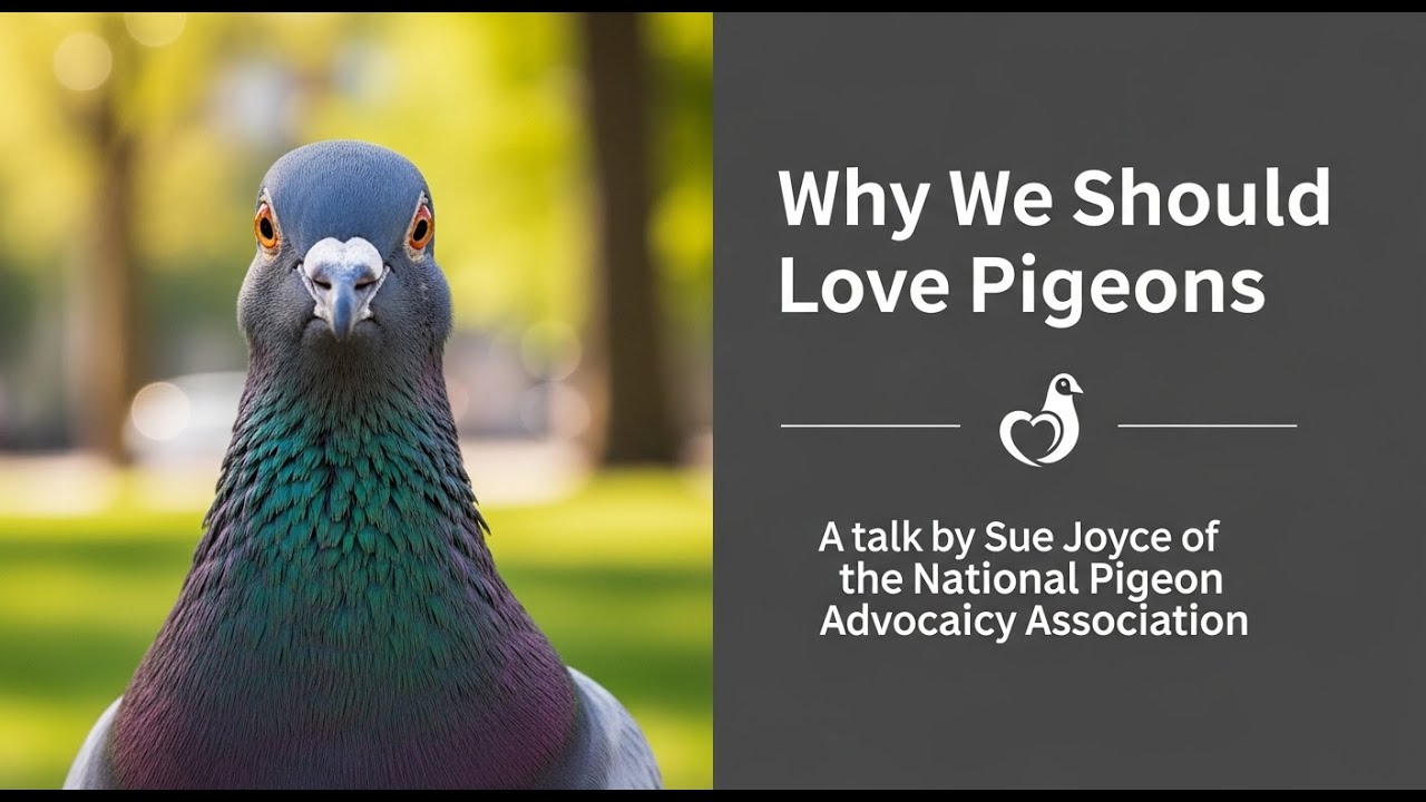 Why We Should Love Pigeons - A talk by Sue Joyce of the National Pigeon Advocacy Association