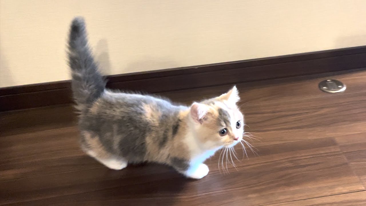 手足の短い三毛猫マンチカンのチーです