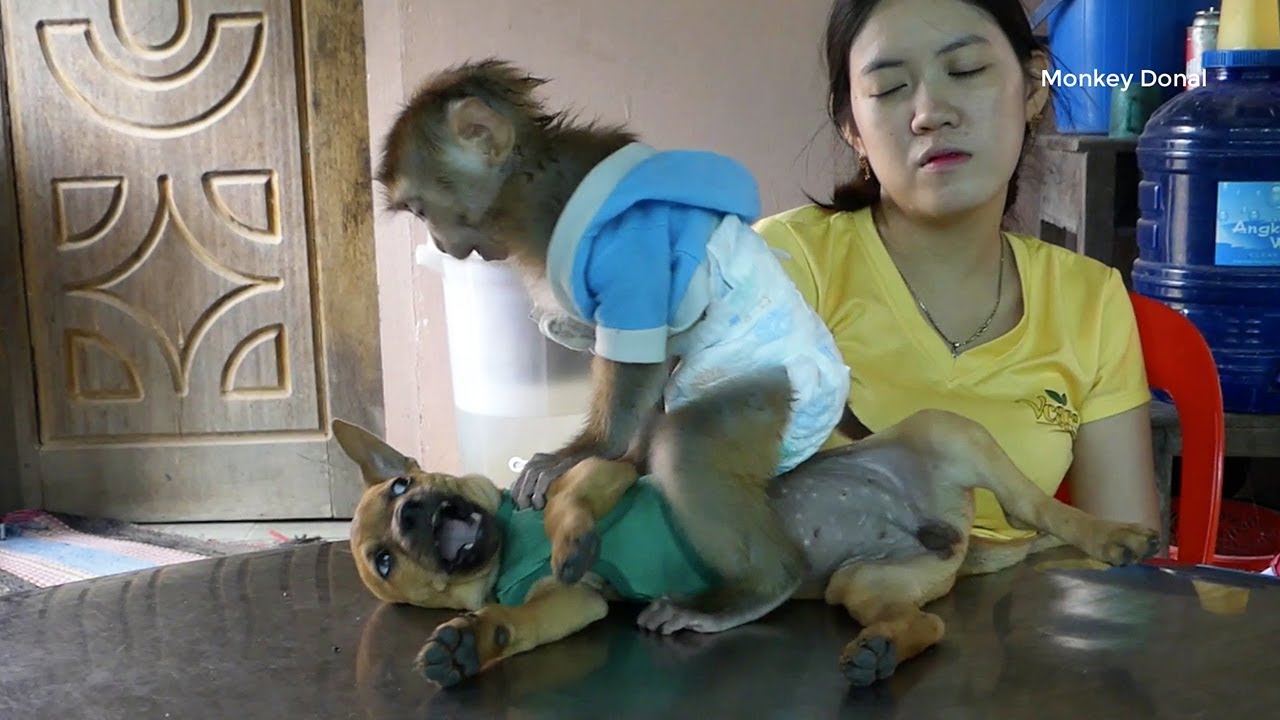 Cute Animals!! Monkey Donal And Puppy Play Together Very Lovely And Sweet