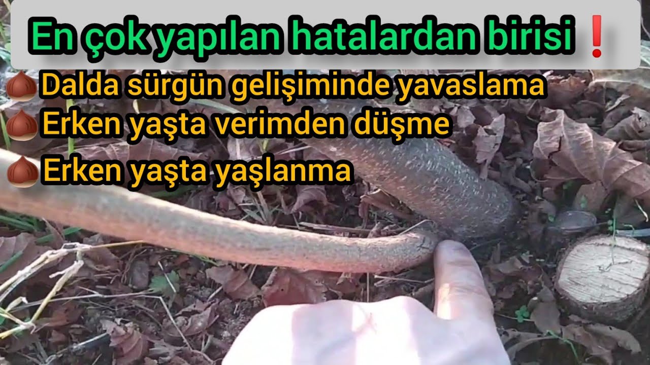 4.yaşında ÇAKILDAK BUDAMA en çok yapılan HATALARDAN biri anadaldan çıkan dallar..