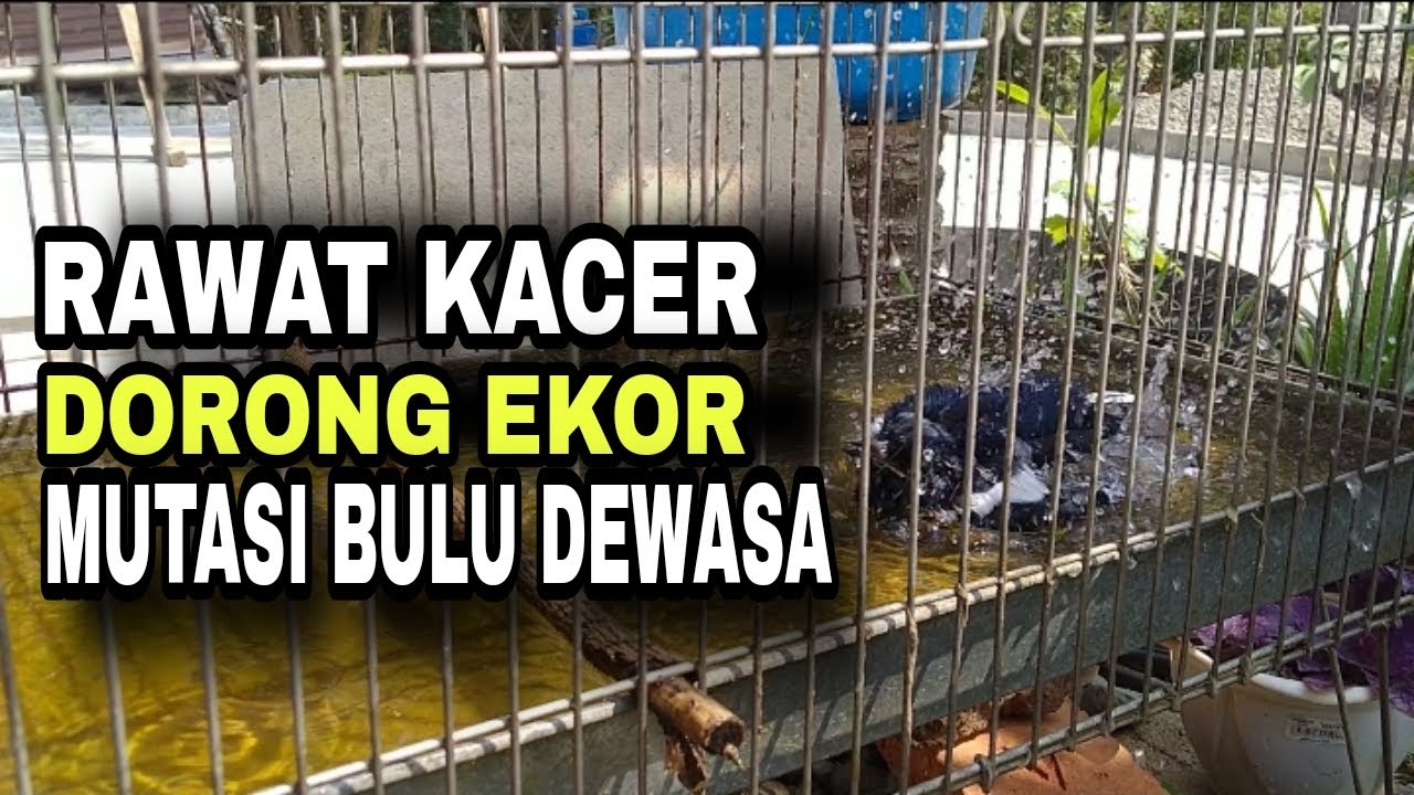 RAWATAN KACER TROTOL DOKOR MUTASI BULU DEWASA