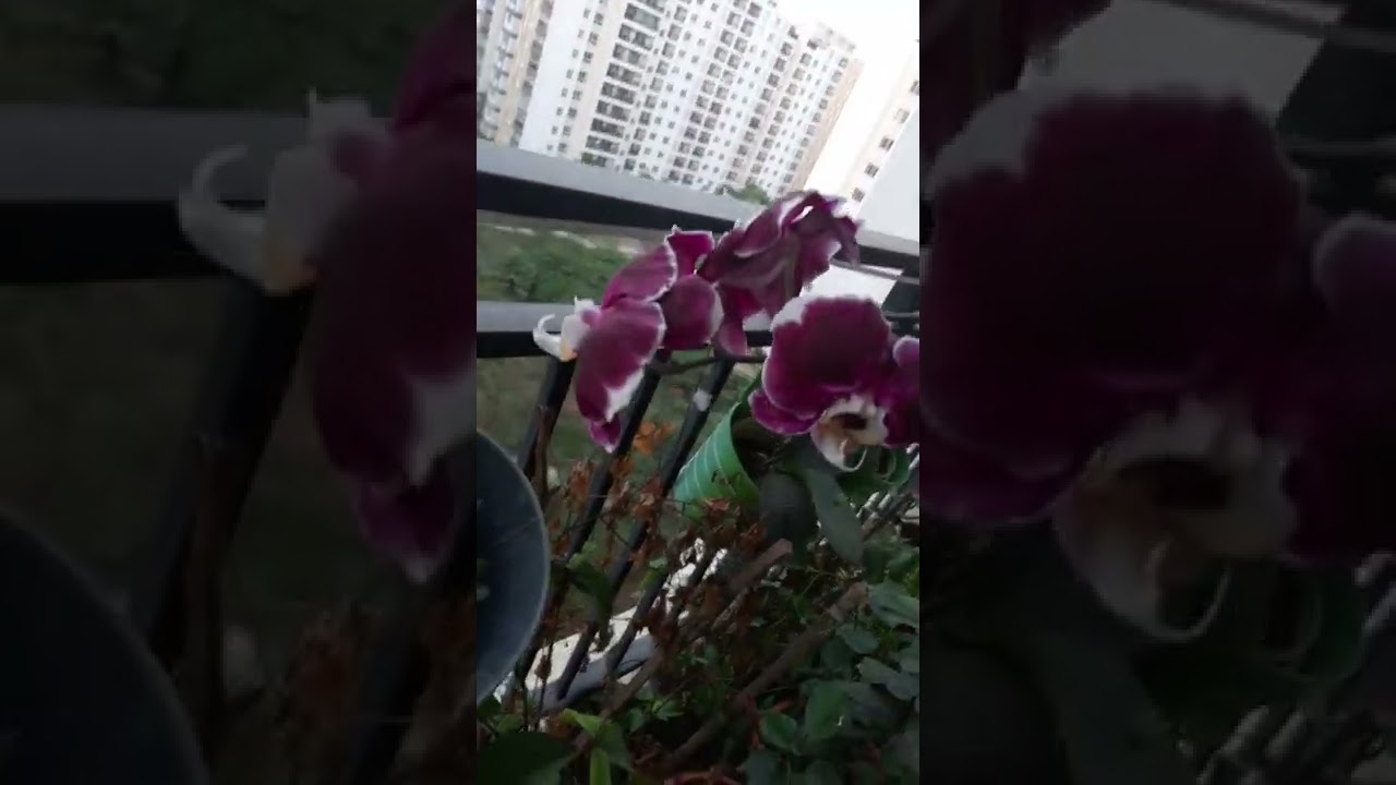 plant overload