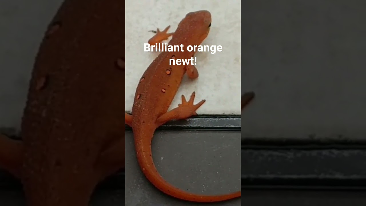 The amazing Red Eft stage of the Red-spotted Newt! See complete wide-screen video to learn all!