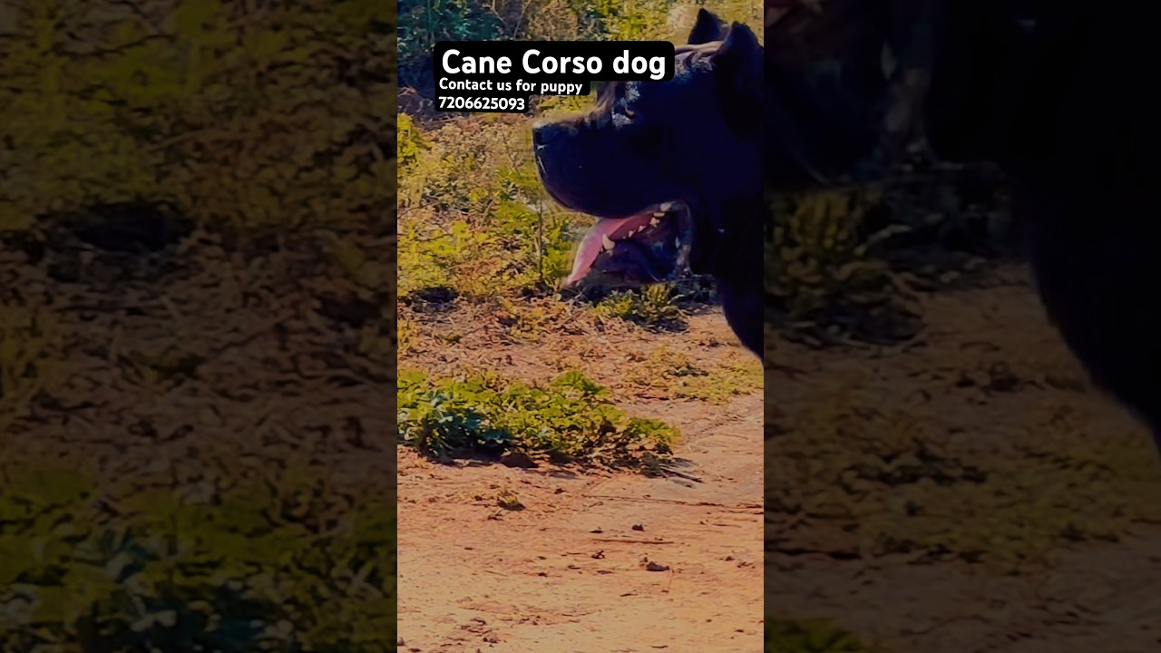 Cane Corso dog 