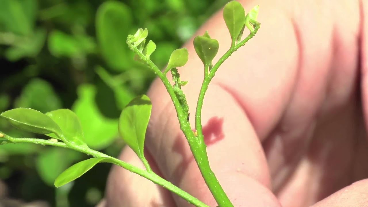 Criação de Tamarixia radiata