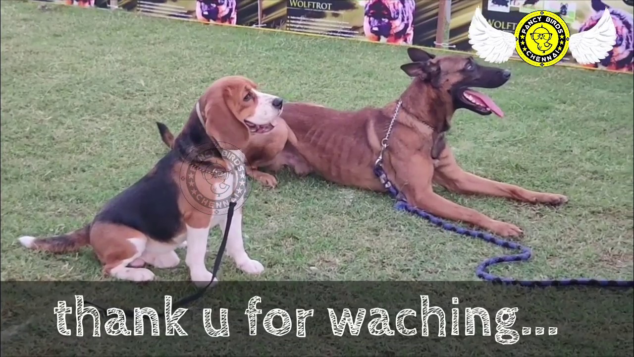 International Dog Show Chennai | YMCA Ground | 2020 | fancy birds chennai