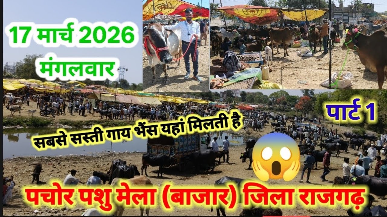 पचोर पशु मेला(बाजार)राजगढ़🐂🐃 ||सबसे सस्ती गाय भैंस 17 मार्च 2026 मंगलवार ||जहां नजर वहां गाय भैंस 😱😱