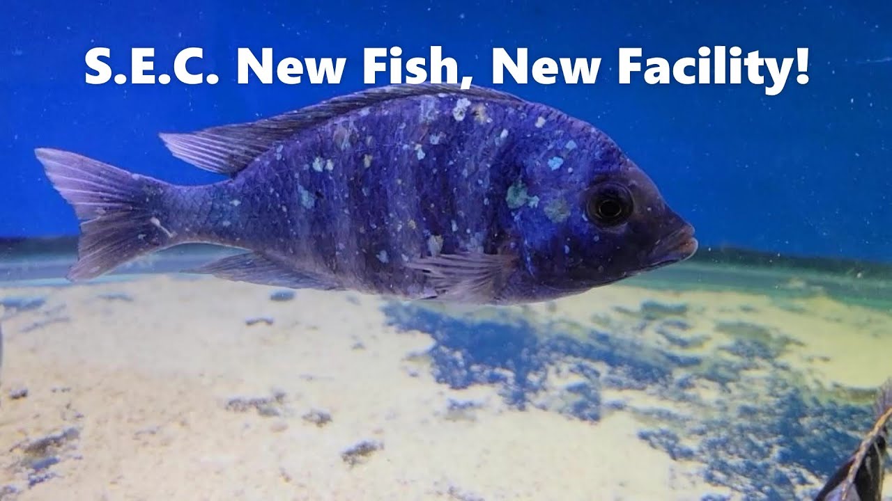 S.E.C. New Facility, Same Great Fish