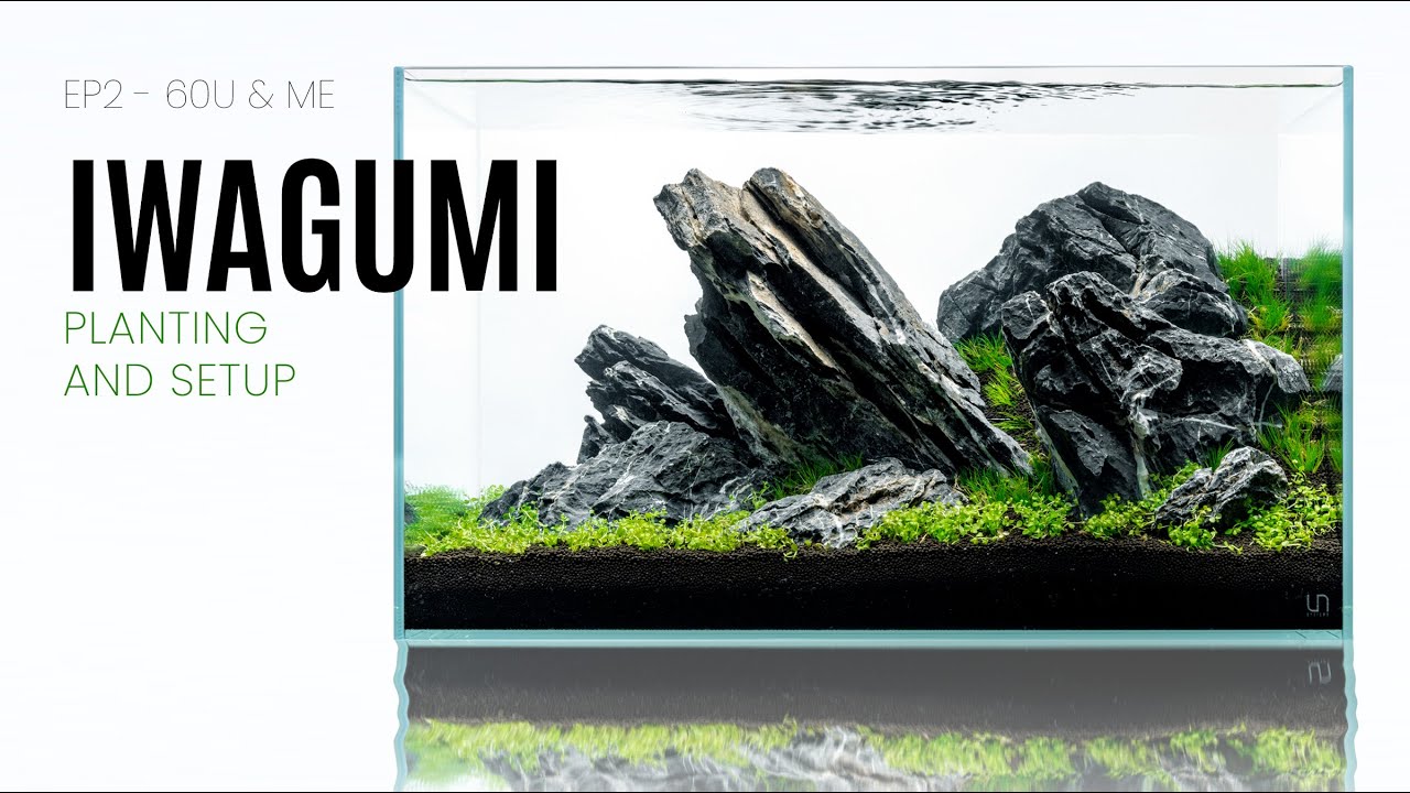20 Gallon Iwagumi Planted Aquarium - EP2 60U & Me
