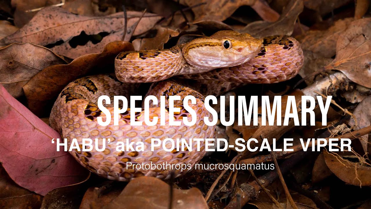 Species Summary   Habu   Pointed scale Pit Viper   4K