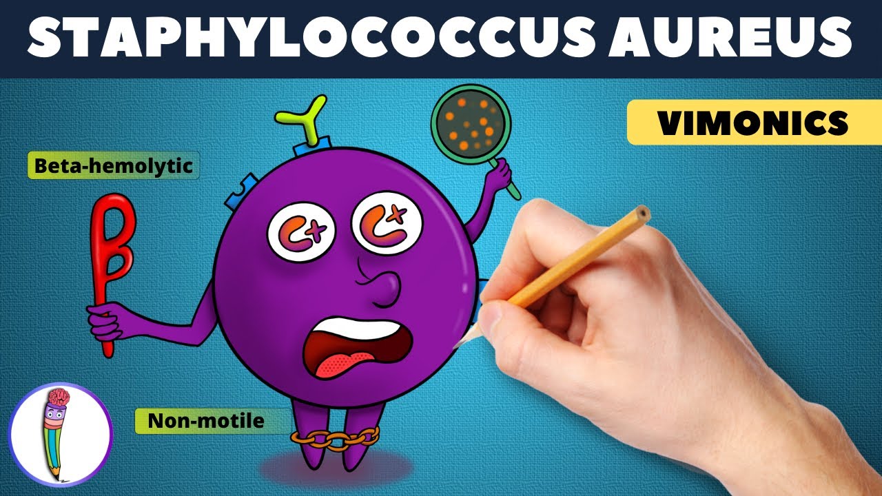 Staphylococcus aureus Visual mnemonic (vimonic) / Staphylococcus aureus microbiology