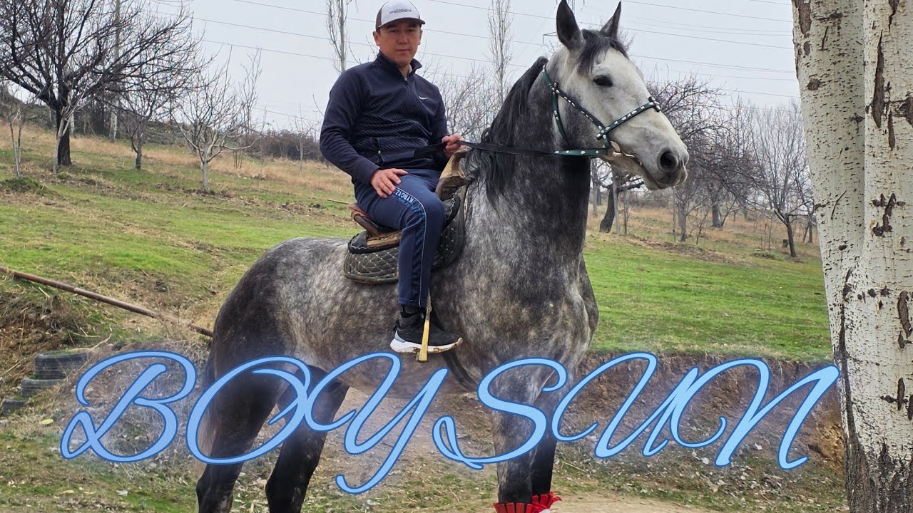 БОЙСУН КАТУУ АТ ЧЫКТЫ Камбарда