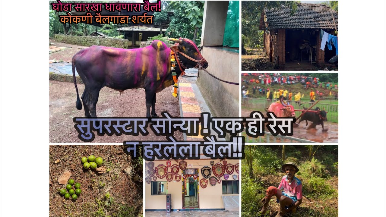 सुपरस्टार सोन्या 🤩! एक ही रेस न हरलेला बैल!!घोडा सारखा धावणारा बैल! कोकणी बैलगाडा शर्यत🌴