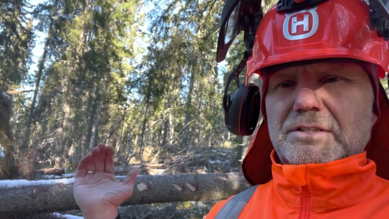 Stormkapet Motorsåg C #stormkapet #motorsågskörkort #chainsaw
