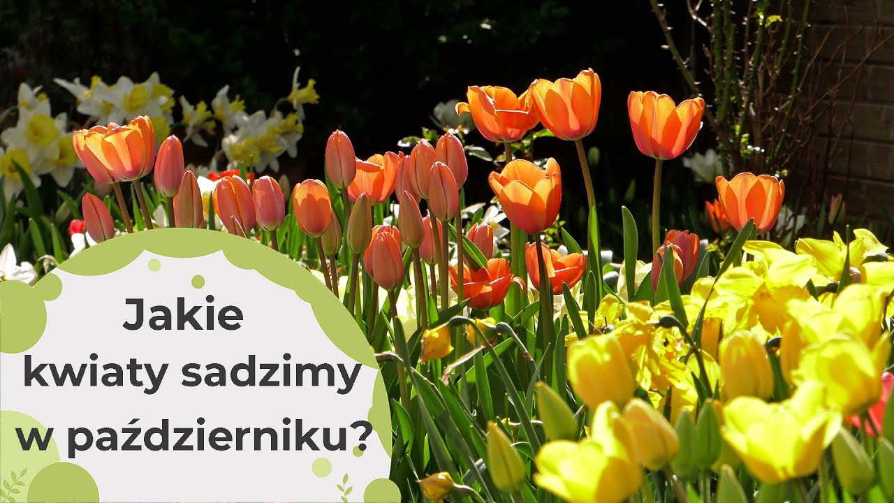 Jakie kwiaty możemy posadzić w październiku?