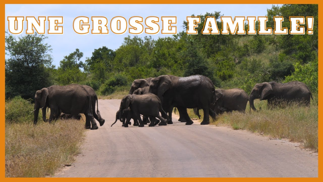 Африканский слон в национальном парке Крюгер