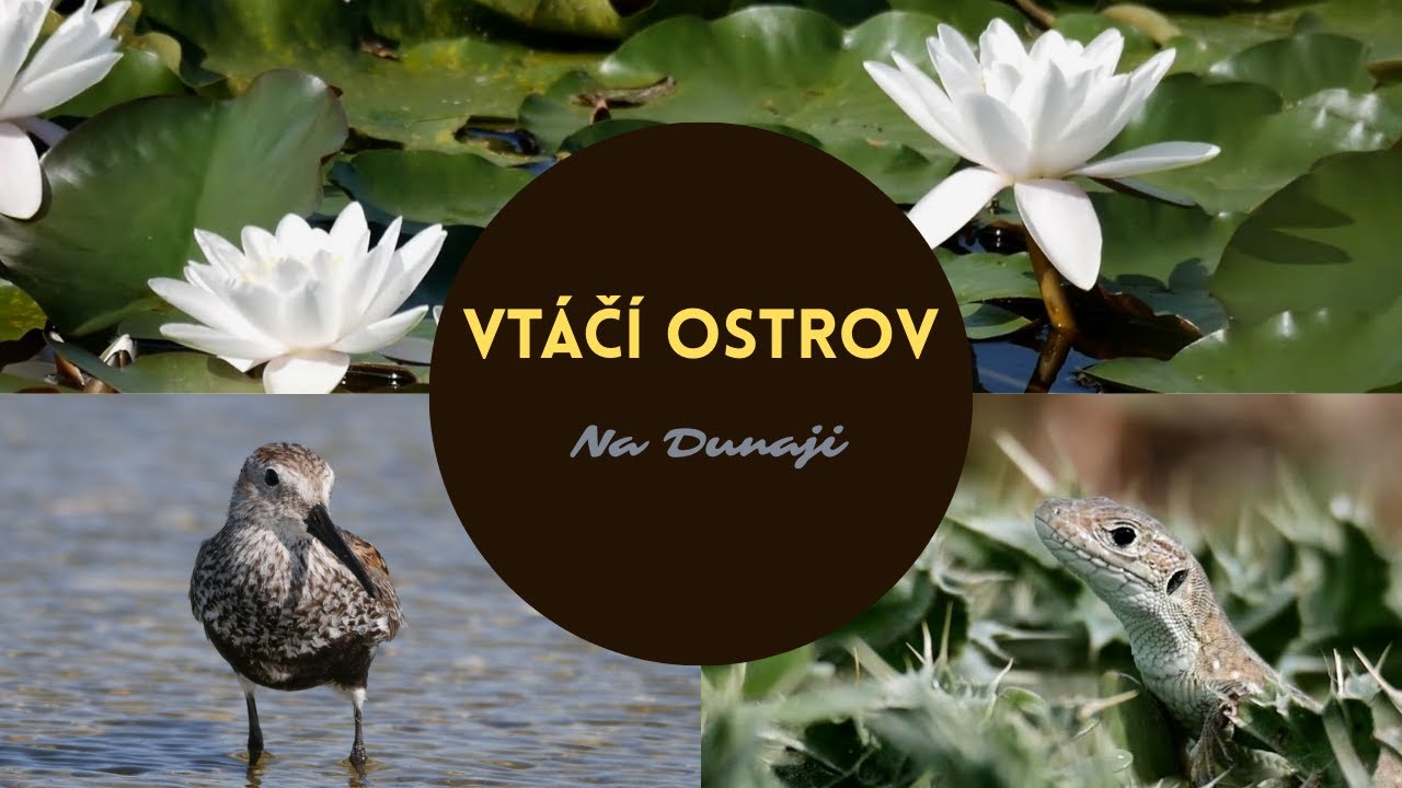 Vt&aacute;č&iacute; ostrov na Dunaji v lete